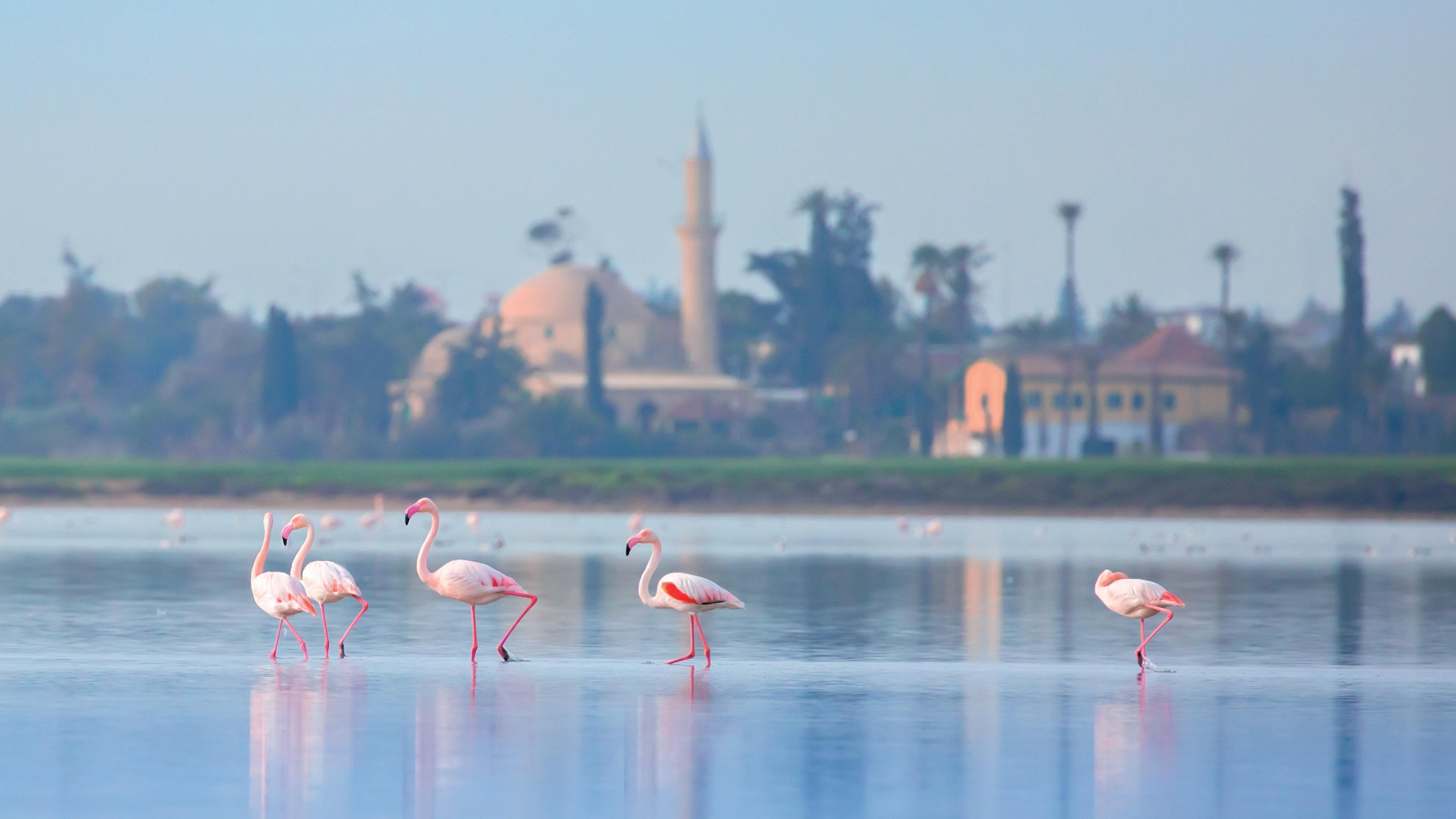 Hotel Indigo Larnaca By Ihg-Adults Only Eksteriør billede